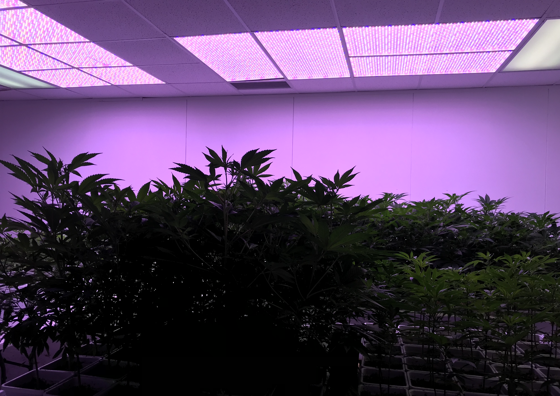 Indoor Grow & Greenhouses